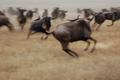 wildebeest fight