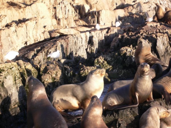 Seals and sea lions :)