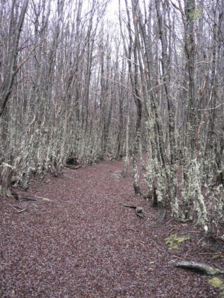 The Blair witch woods...