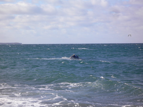 A glimpse of a Southern Right Whale