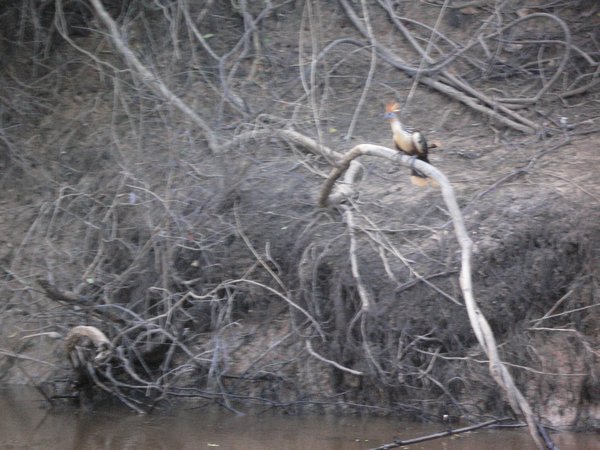 Jungle Turkey (as called by Dave each time we saw one)!!
