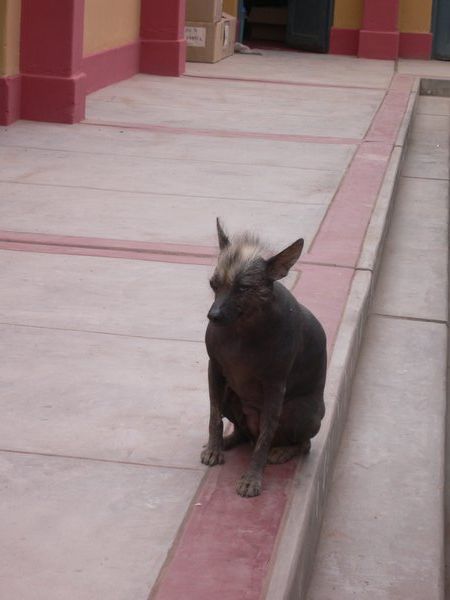 A Peruvian dog...