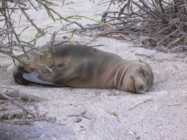 Baby sea lion having an afternoon siesta