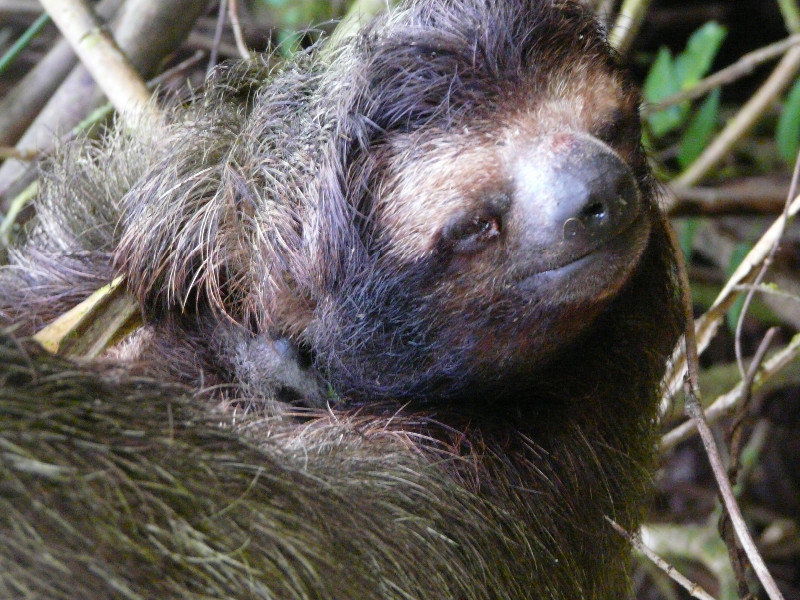 Mum and baby sloth