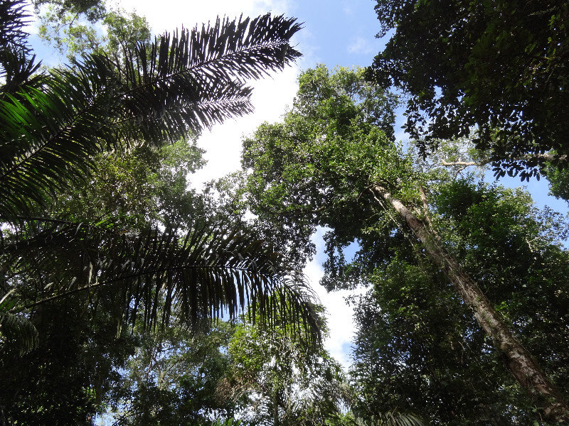 Canopy in South Boundary