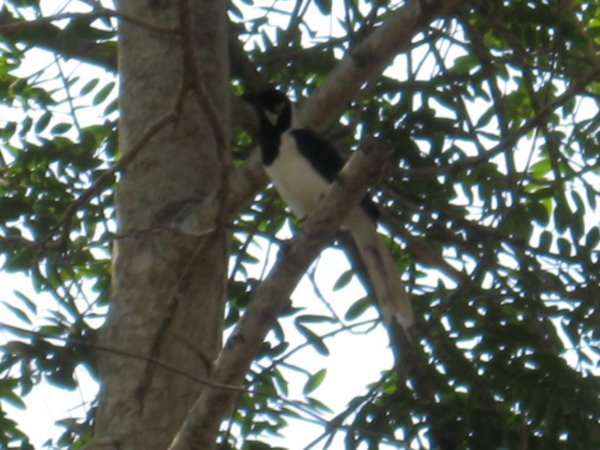 White tailed Jay