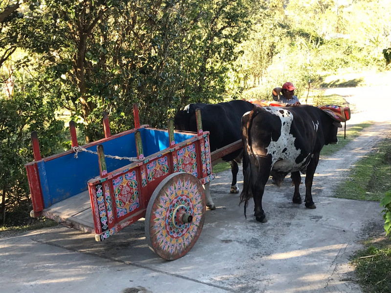 traditional ox cart