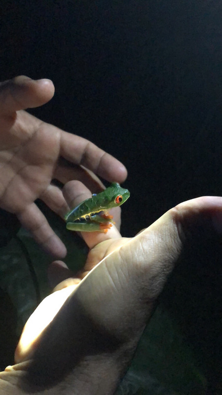 guide holding red-eyed tree frog