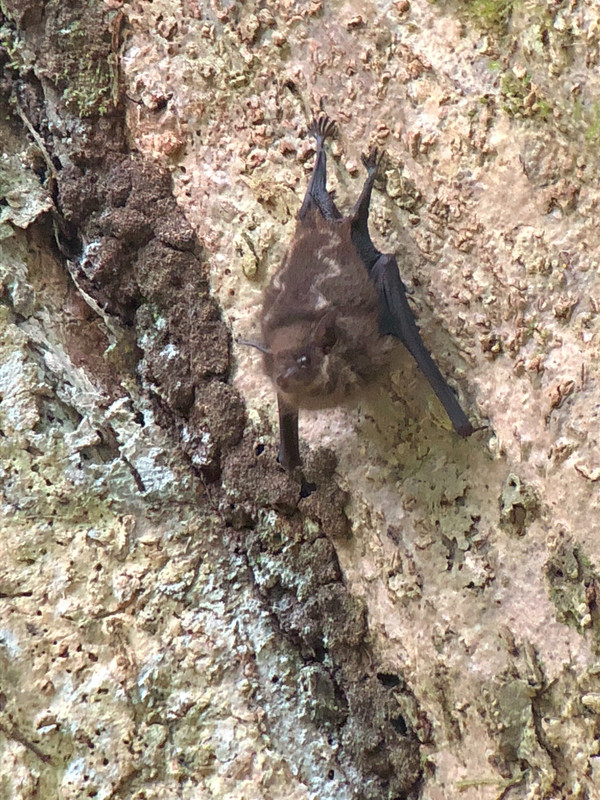 white lined bat - he should be asleep