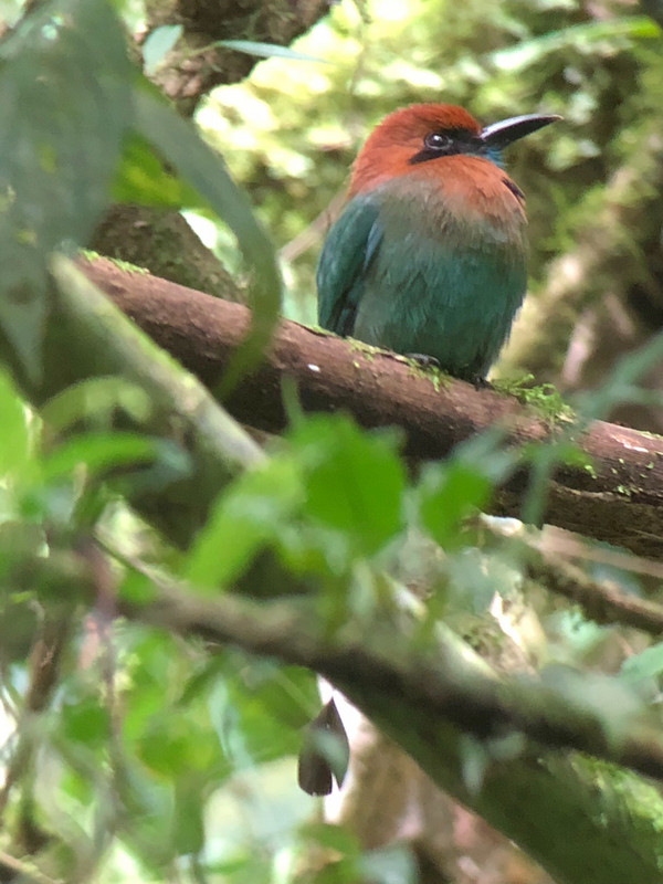 I think this was a motmot