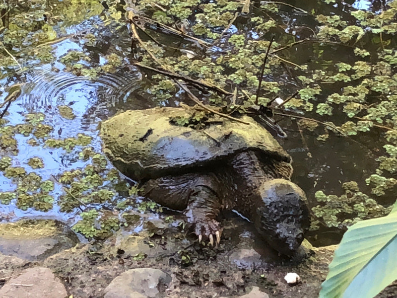 wild snapping turtle
