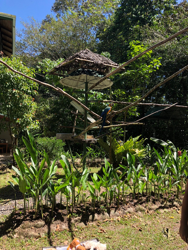 macaw habitat 