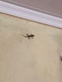tiny lizard at “home”