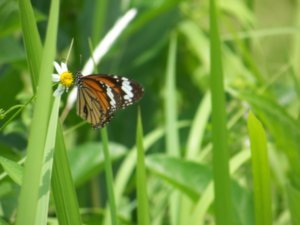 Butterfly, My Son, Vietnam