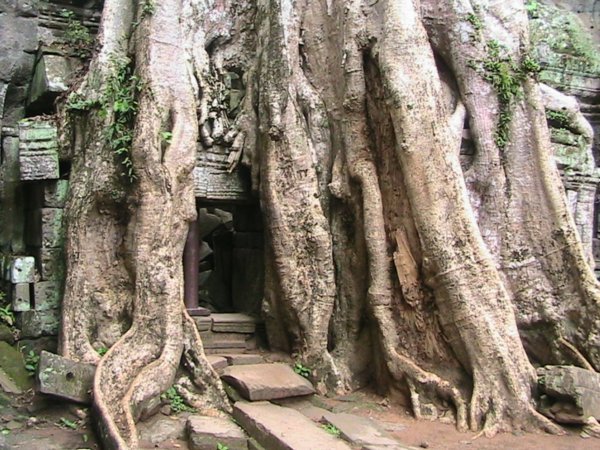 Tree roots in angkor