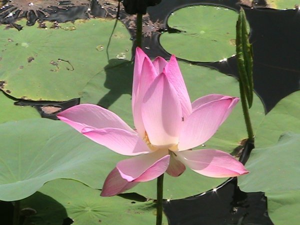 Water lily (Mekong)