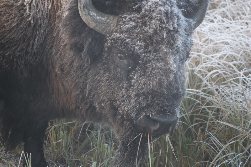 Frosty buffalo