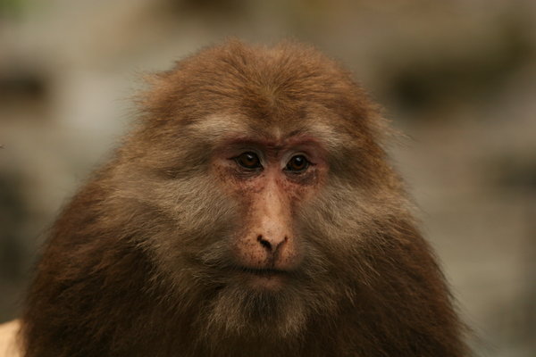 Tibetan Macaques