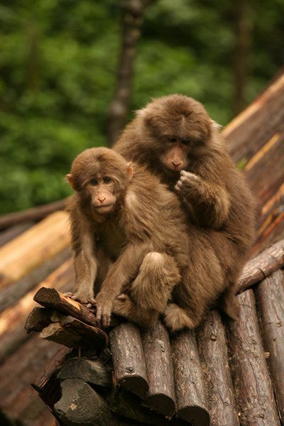 Tibetan Macaques Grooming