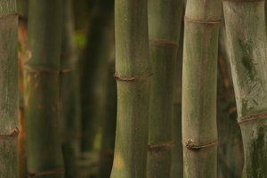 Bamboo Park