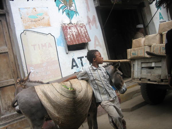 Lamu town, pojke och aasna(esel)