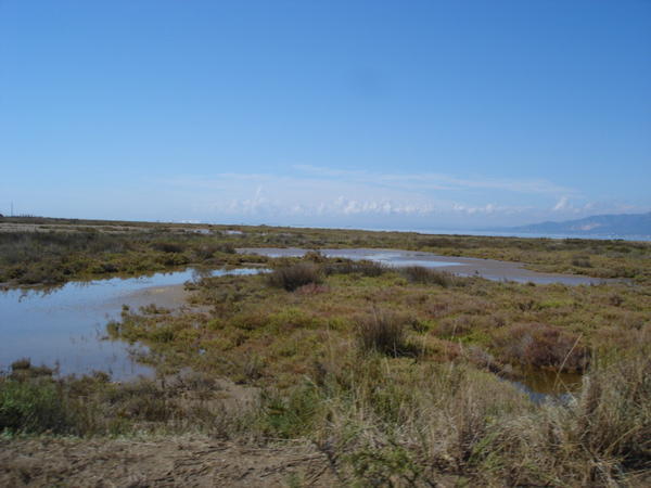 the Ebro delta