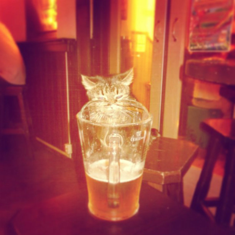 the cat loves beer
