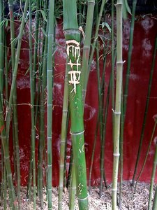 Chinese Graffiti - on Bamboo!