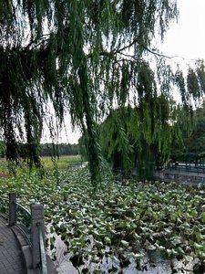 Lily Pond in Bei Hai Park