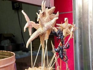 Starfish and Yet More Scorpions