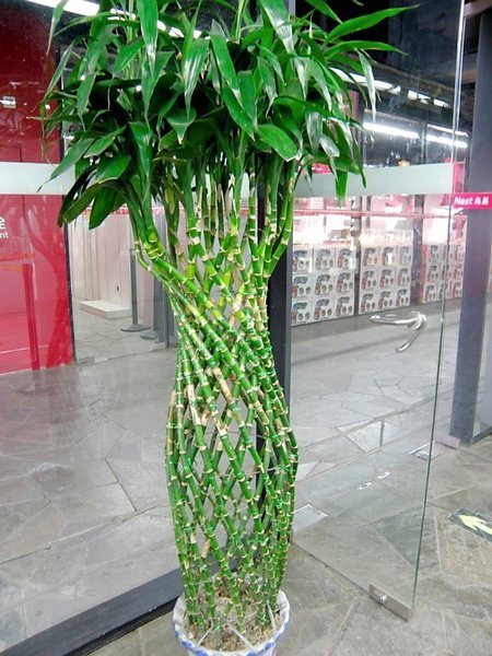 Cool Latticed Bamboo