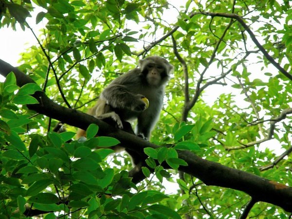 My First Wild Monkey Sighting!