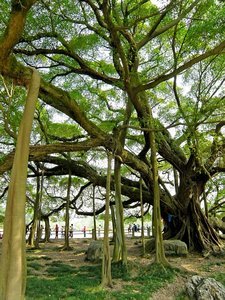 1400-Year-Old Banyan Tree