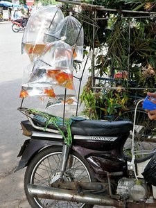 Yes, Those Are Fish in Bags on the Back of a Motorbike!
