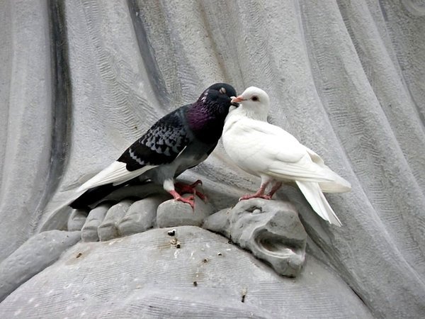 Pigeons Canoodling on a Statue of Mary