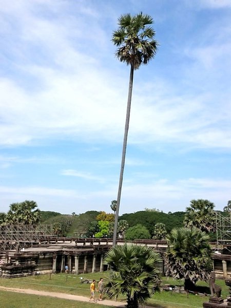 Really Tall Palm (See the Guys Walking?)