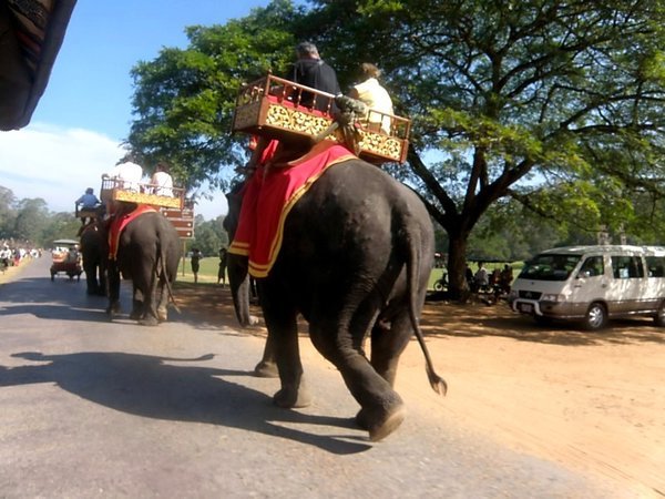 Elephant Caravan