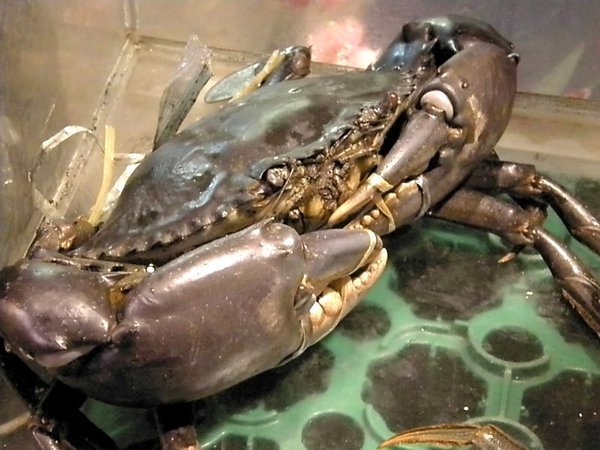 The Biggest Crab I've Ever Seen...