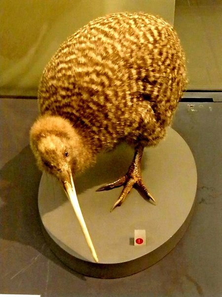 The National Bird of NZ, the Kiwi
