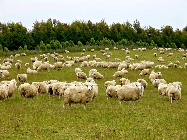 A Typical Sheep Paddock