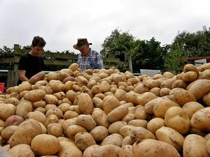 1,100 Pounds of Potatoes!