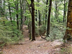 Final Scenes of "Fellowship" Were Filmed in this Forest