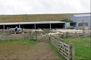 Sheep Waiting for the Shearer