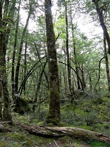 A Short Hike into Temperate Rainforest