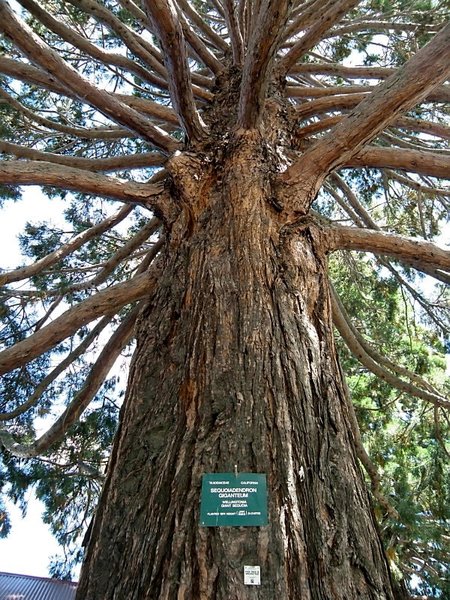 Giant California Sequoia, Planted in 1876