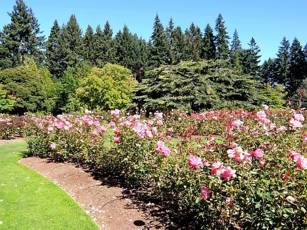 Rose Gardens
