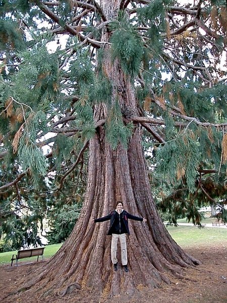 Jeremy at the Base of a Sequoia Tree
