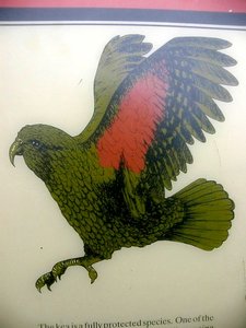 Drawing of Elusive Kea Parrot
