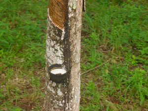 Passing a Forest of Rubber Trees