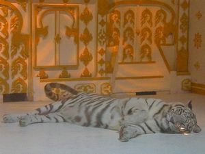 Two White Tigers on Display